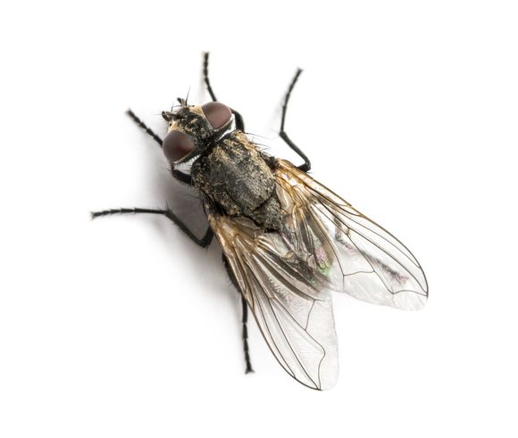Image of a Fly — Billings, MT — Action Pest Control