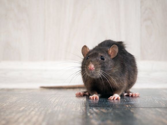 Image of a Rat — Billings, MT — Action Pest Control