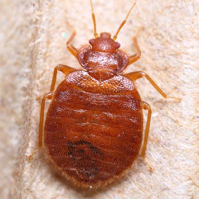 Close Up Look Of Bed Bugs — Billings, MT — Action Pest Control