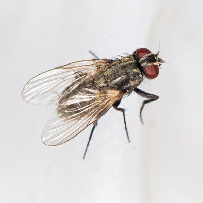 Huge Flies — Billings, MT — Action Pest Control