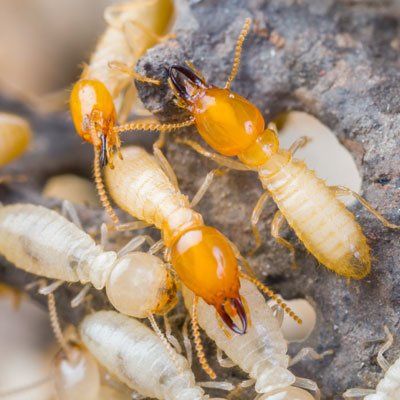 Close Up Look Of Termites — Billings, MT — Action Pest Control