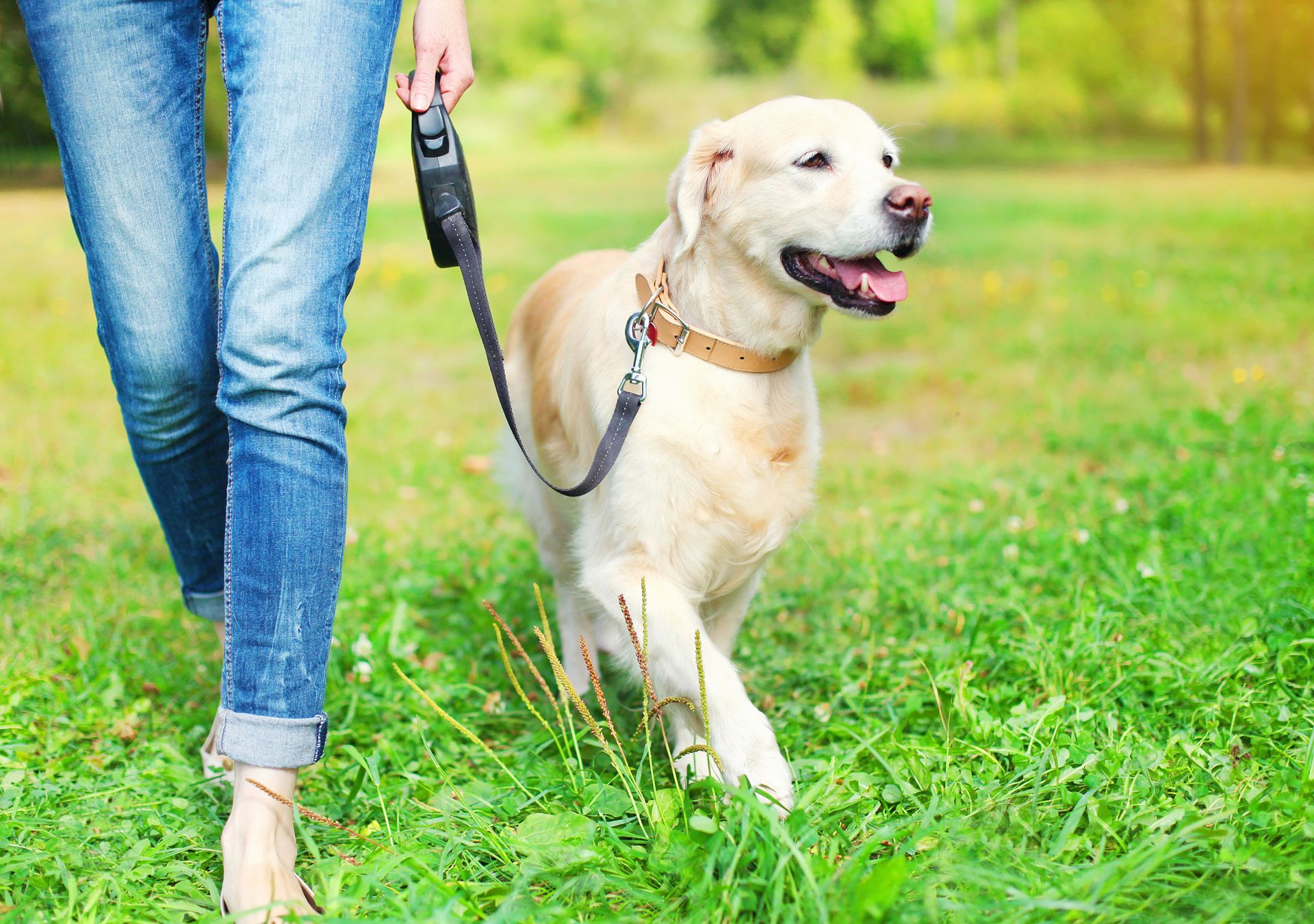 A woman is walking a dog on a leash in a park.