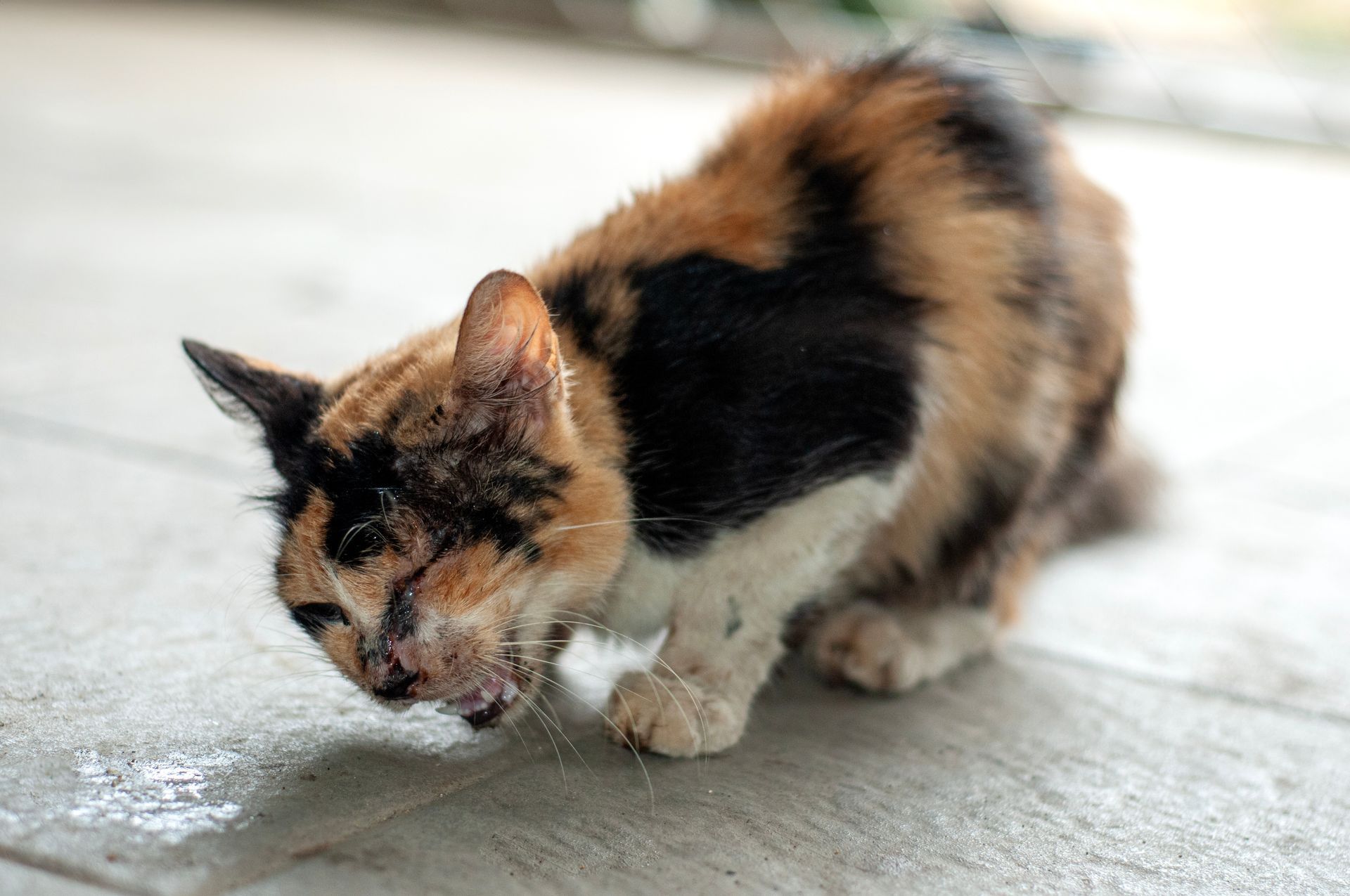 A calico cat is drinking water from a puddle on the ground.