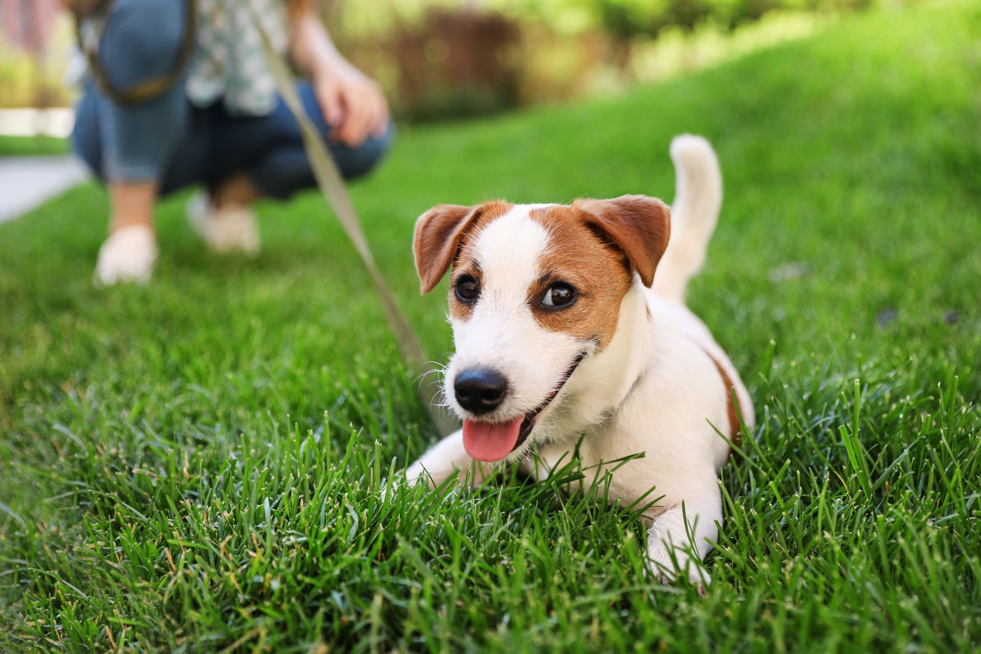 A small brown and white dog is laying in the grass on a leash.