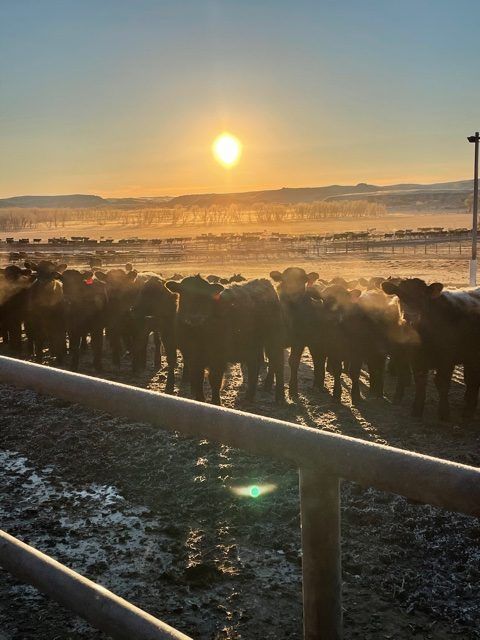 cows in pen during sunset