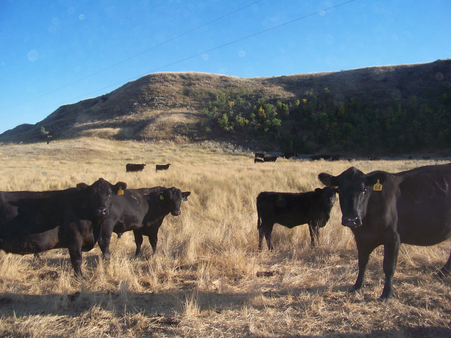 A herd of cows standing in a field with mountains in the background