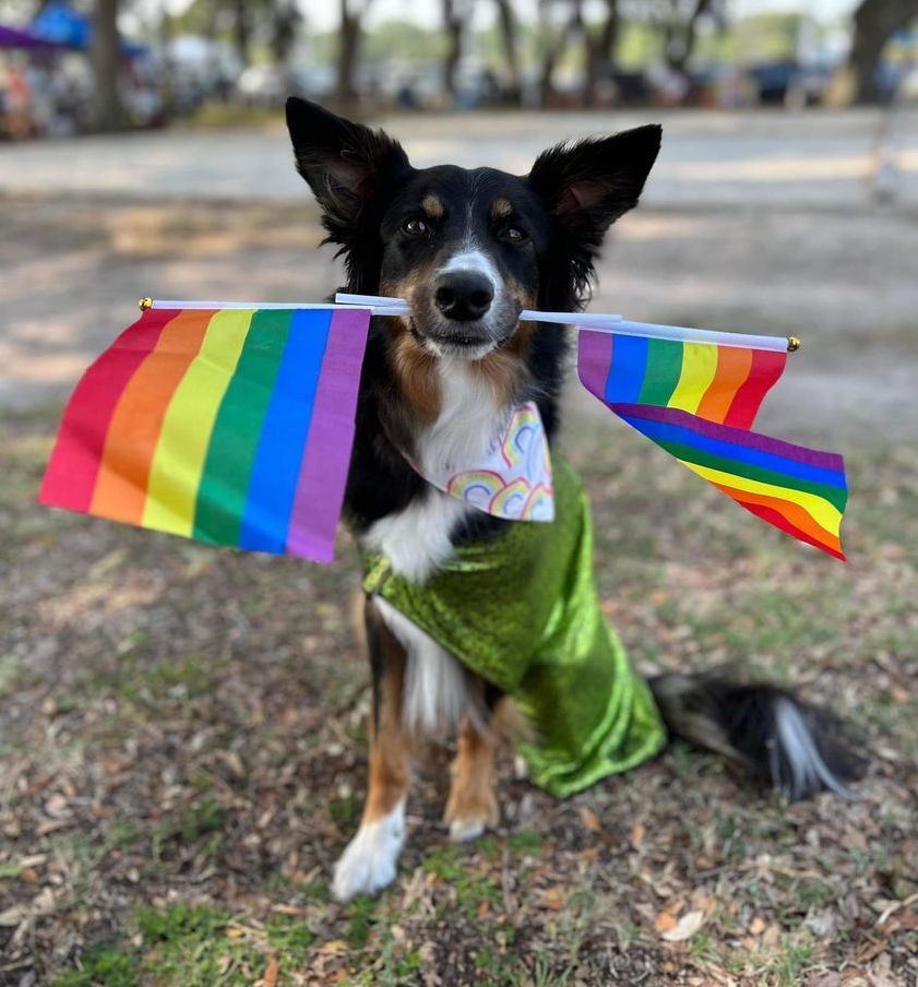 Dog holding  Pride flags