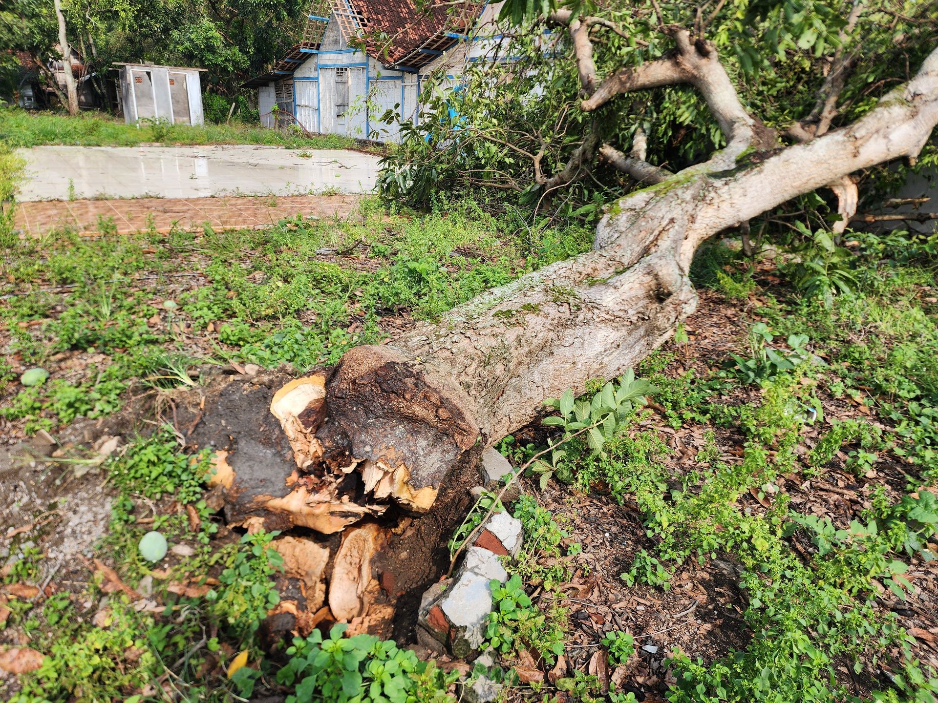 A large, fallen tree lies on the grass in front of a rustic, light-colored house.