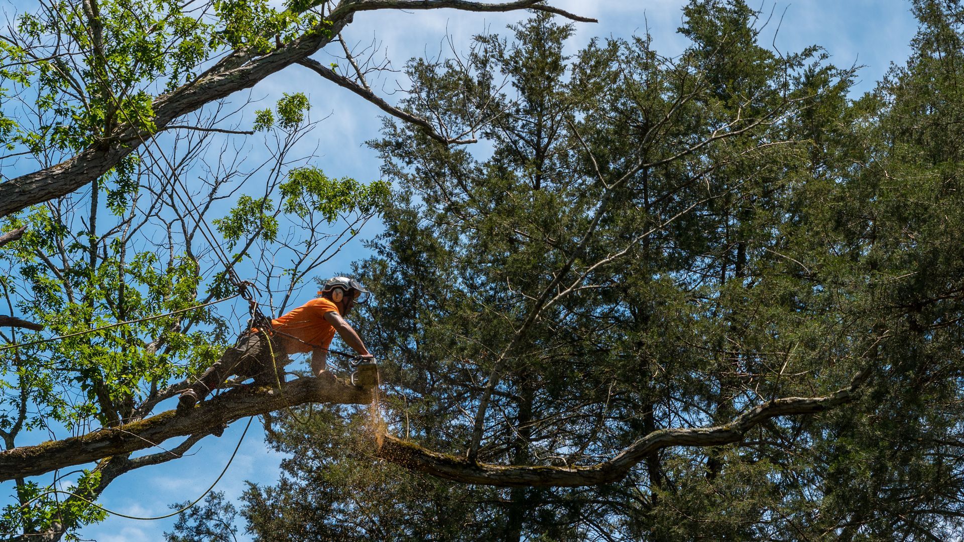 An arborist wearing an orange shirt uses a chainsaw to cut a tree branch while suspended in the canopy on a sunny day.