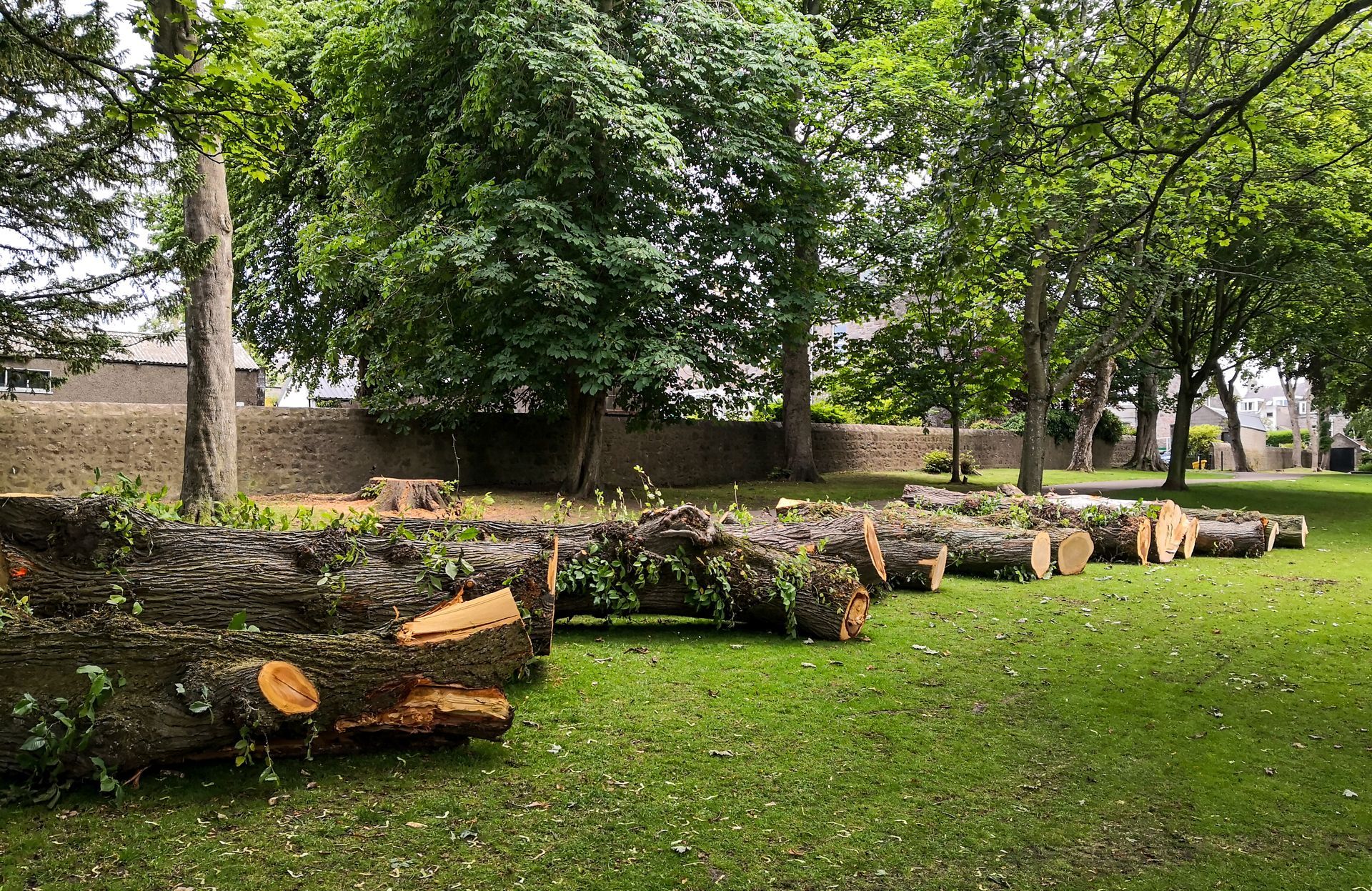 Several large, cut logs rest on a grassy lawn in front of a stone wall and a grove of lush green trees.