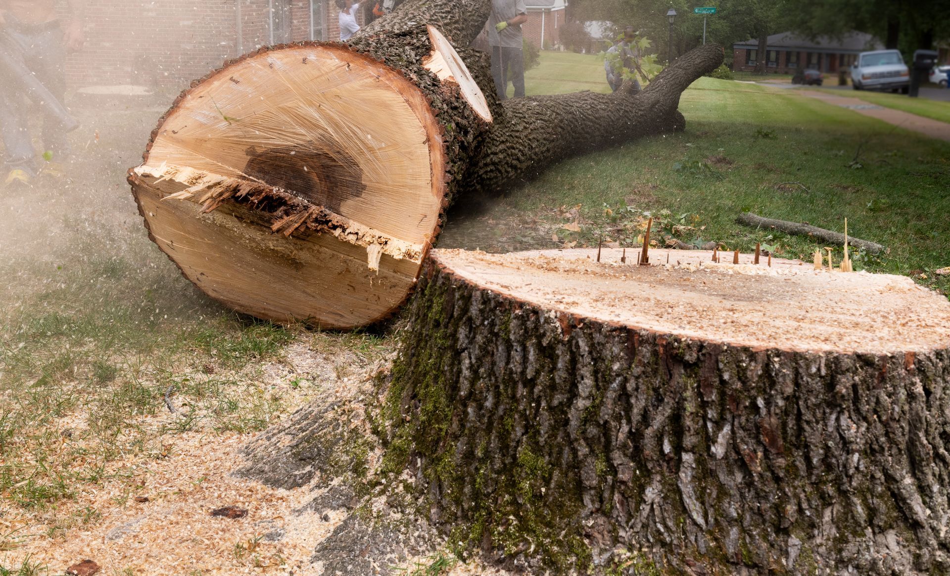 A freshly cut tree trunk lies on the grass next to its remaining stump in a residential setting.