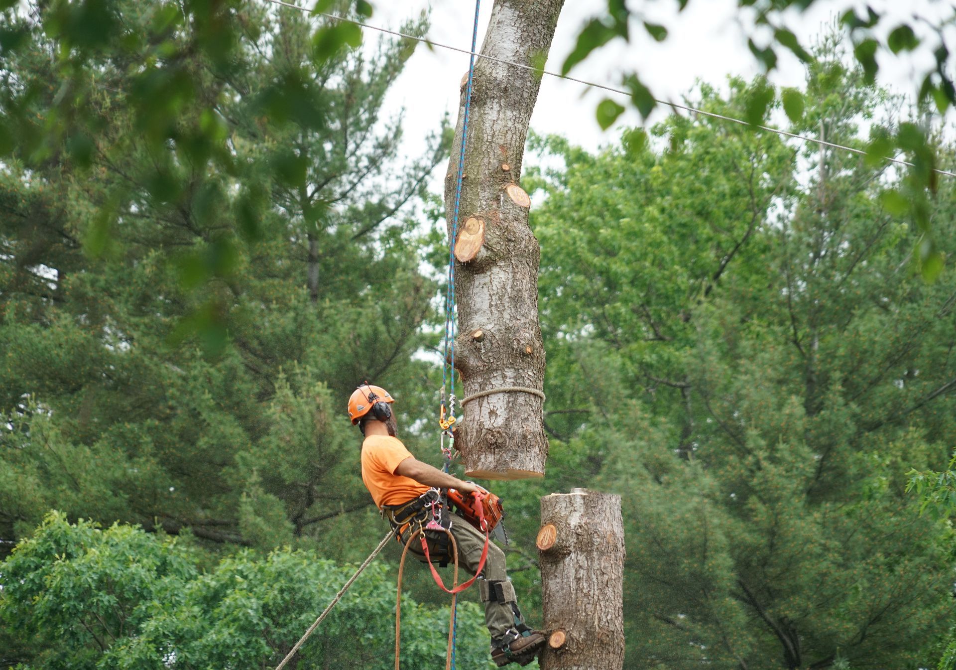 A tree surgeon in an orange shirt and helmet hanging by ropes while using a chainsaw to remove a section of a tree trunk.