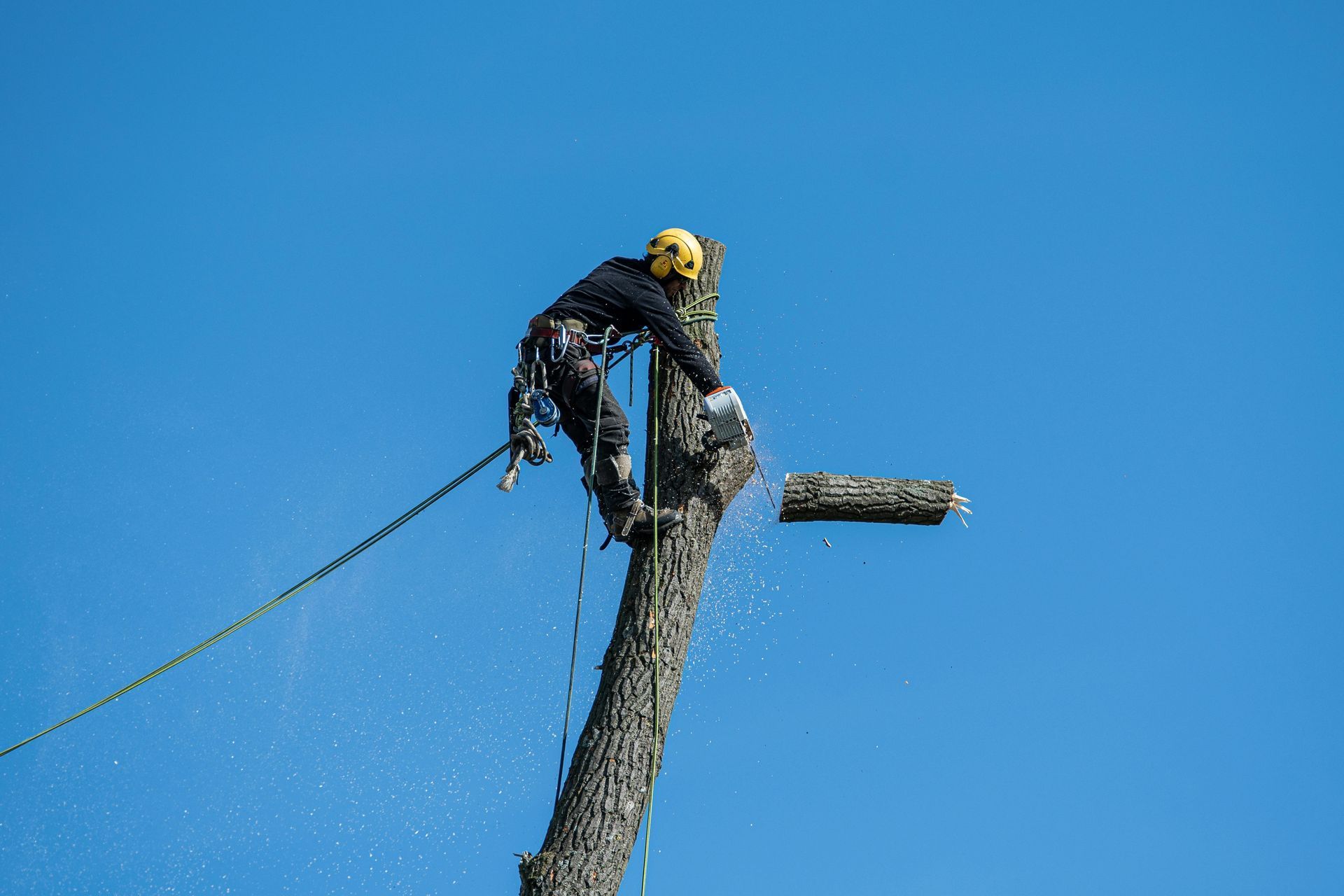 An arborist in a yellow hard hat and safety gear uses a chainsaw to cut a section from the top of a tree against blue sky.