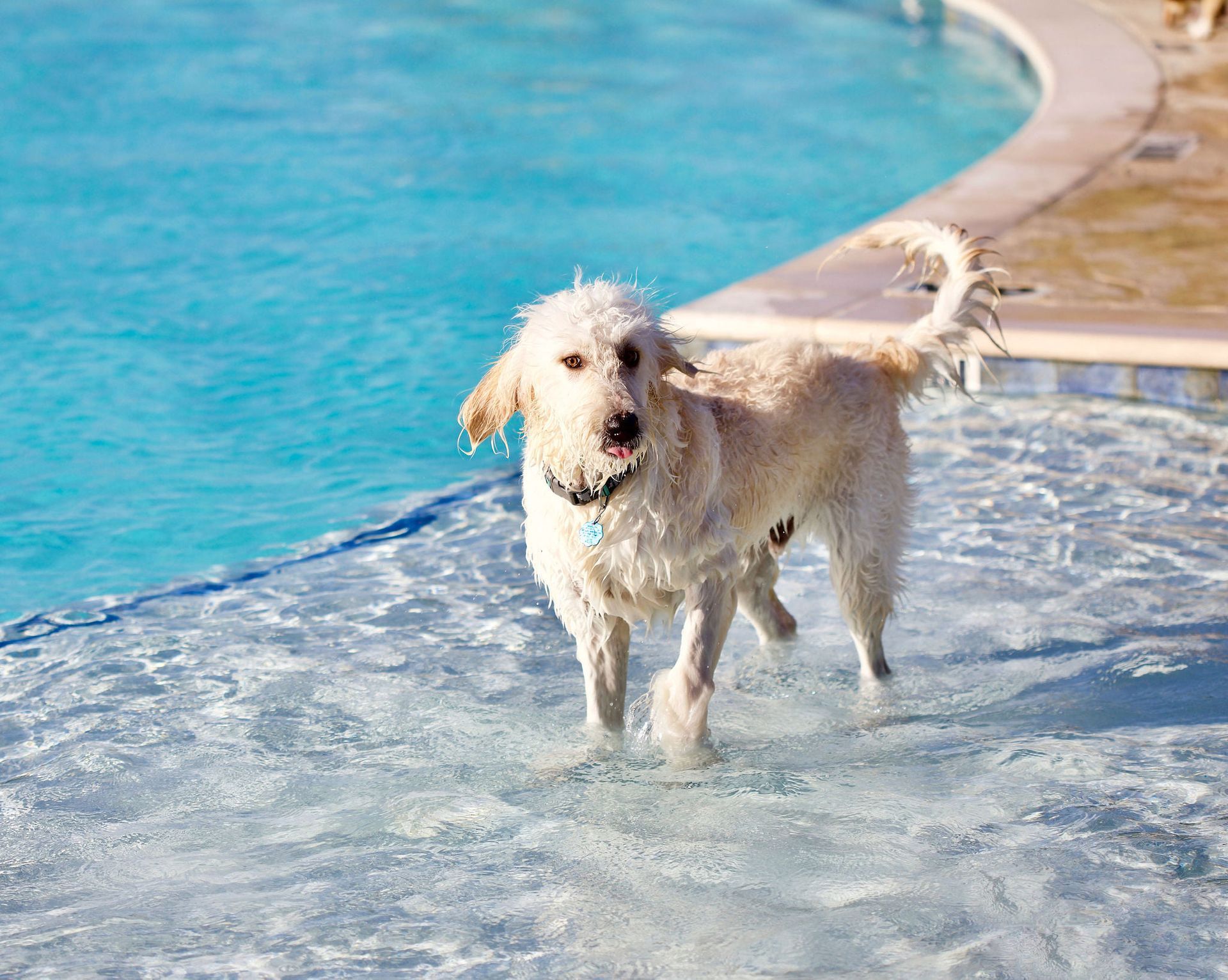 Wet Dog at the Pool | Morningstar Homes