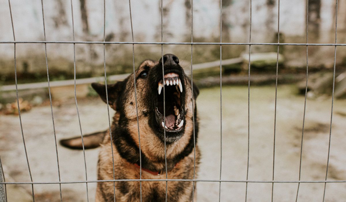 Aggressive German Shepherd — Tacoma, WA — Vail, Cross-Euteneier & Associates