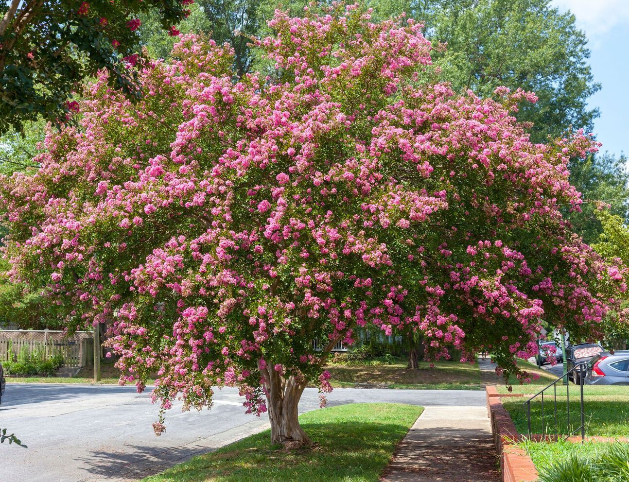 Pink crepe myrtle tree in full bloom, growing next to a sidewalk on a sunny day.