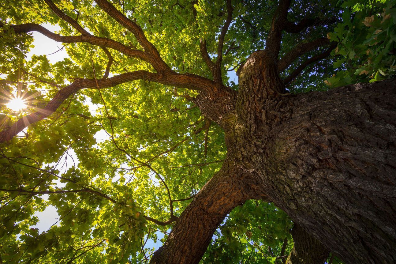 Looking up into a large tree with green leaves, sun shining through branches.
