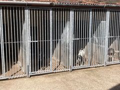 Dog Kennels Five Oaks Boarding Kennels