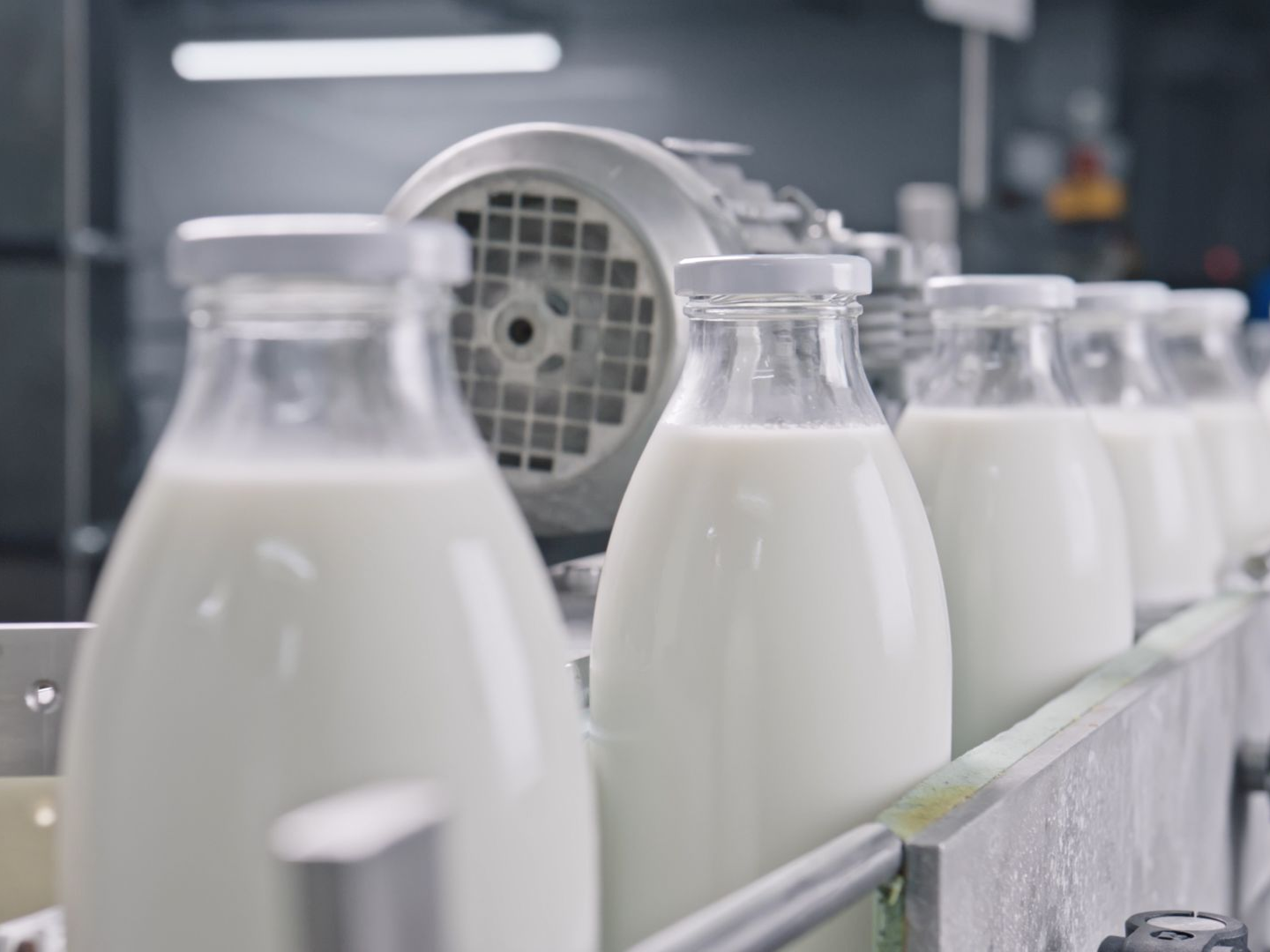 Milk bottles on a conveyor belt in a dairy processing plant