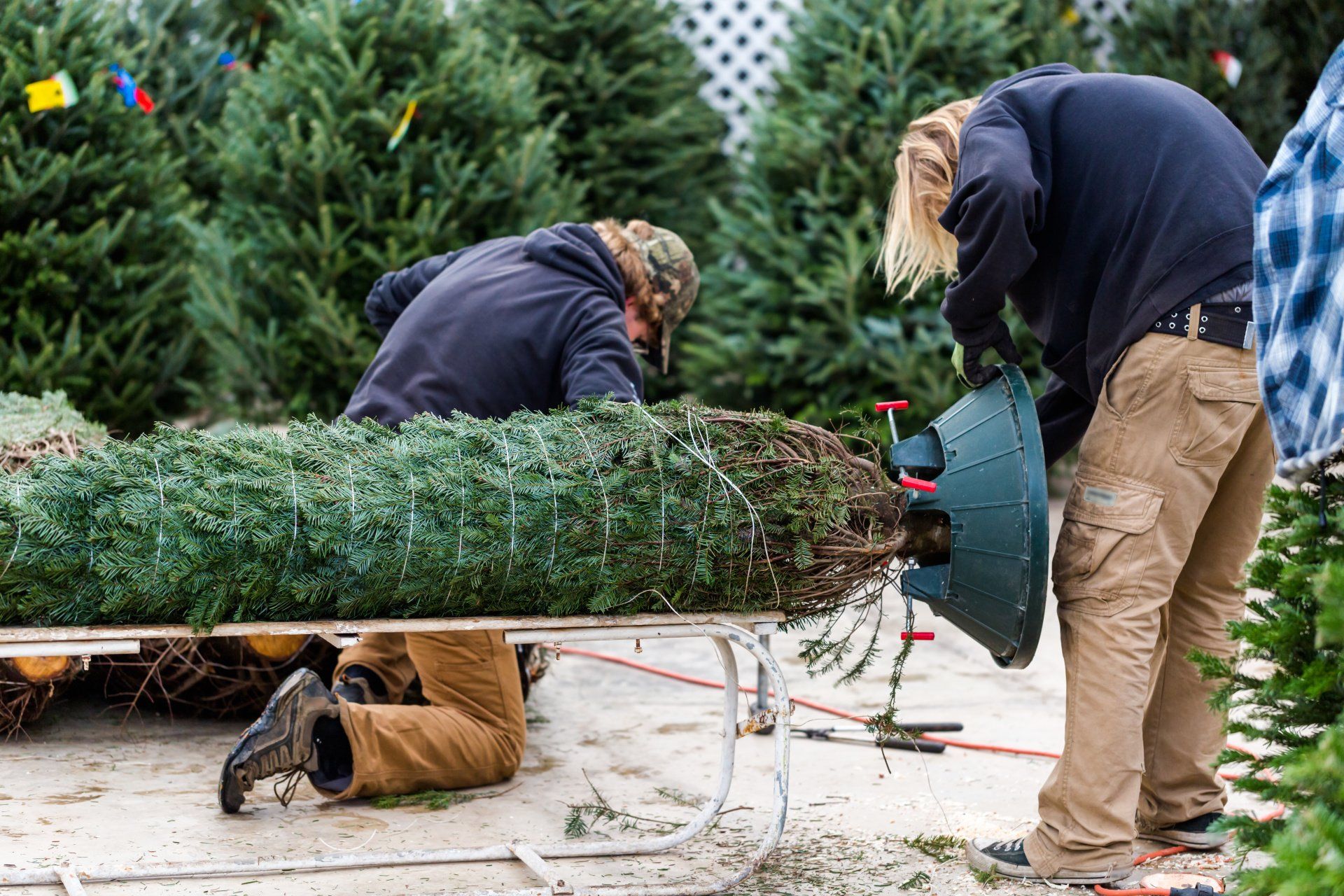 Two people are cutting a christmas tree in a yard.