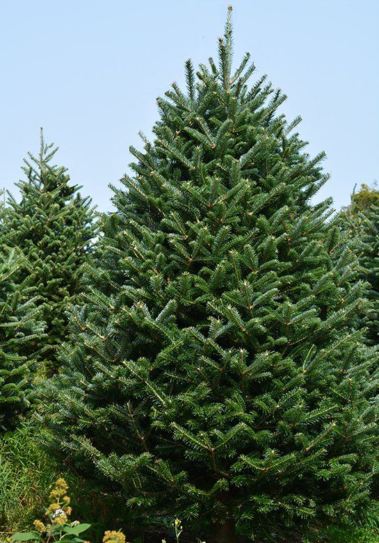 A large christmas tree is surrounded by smaller trees