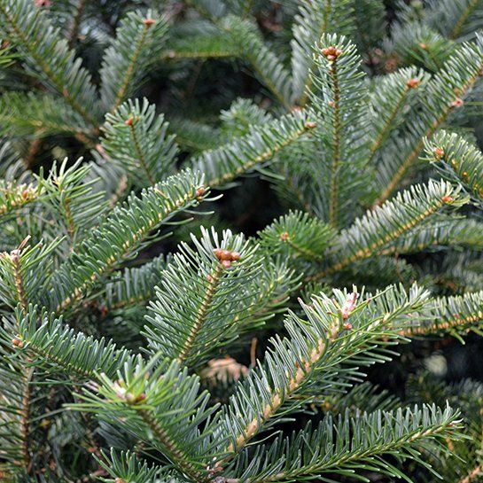 A close up of a christmas tree with lots of needles.