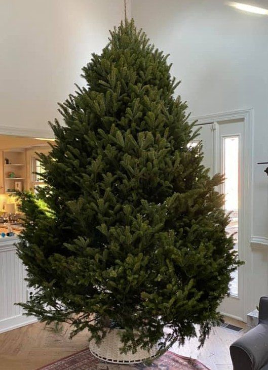A large christmas tree is sitting in a living room.