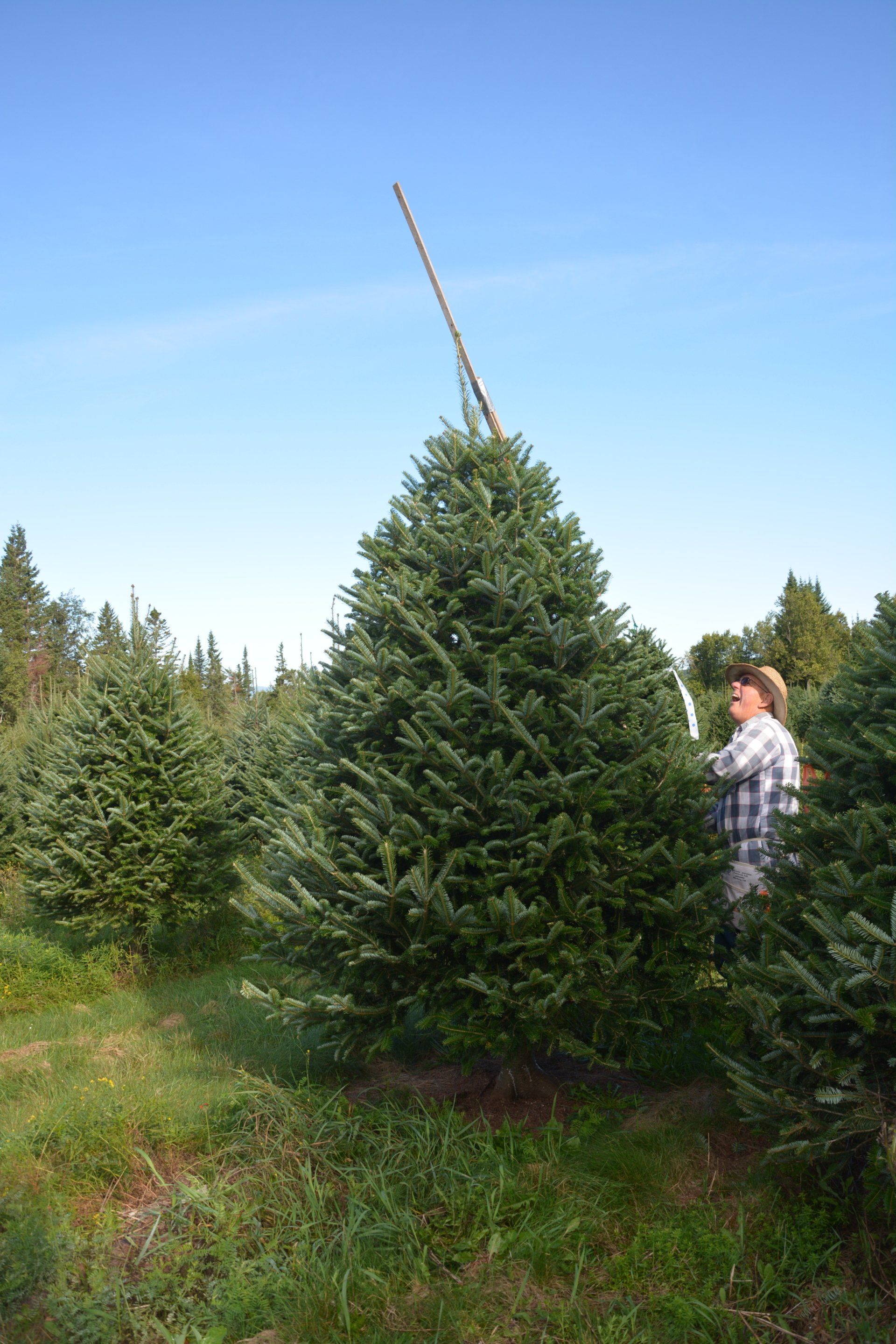 A man is standing next to a large christmas tree in a field.