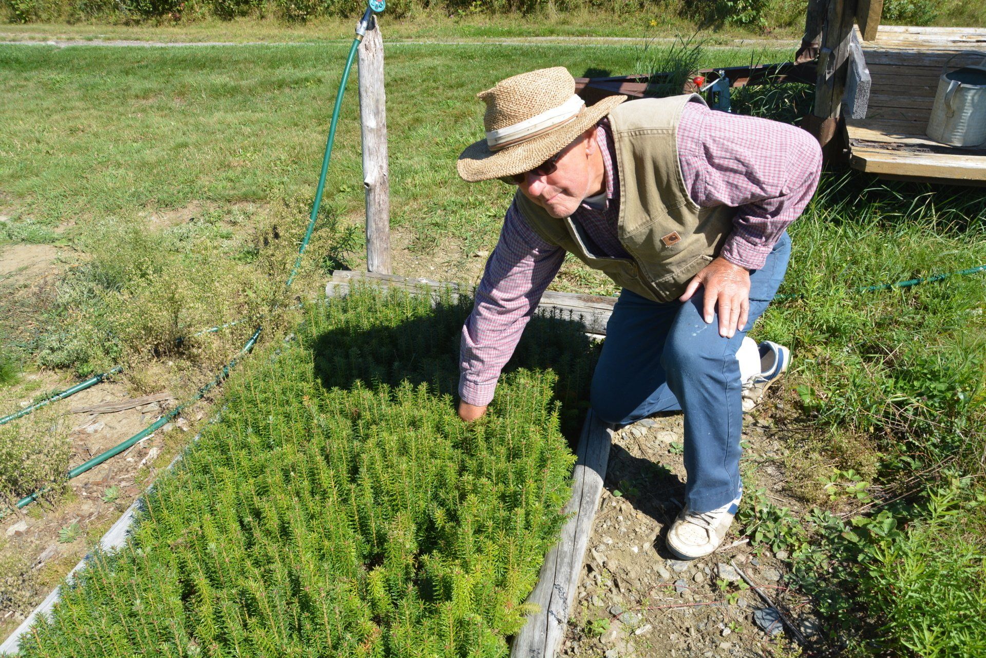 A man wearing a straw hat is picking plants in a garden