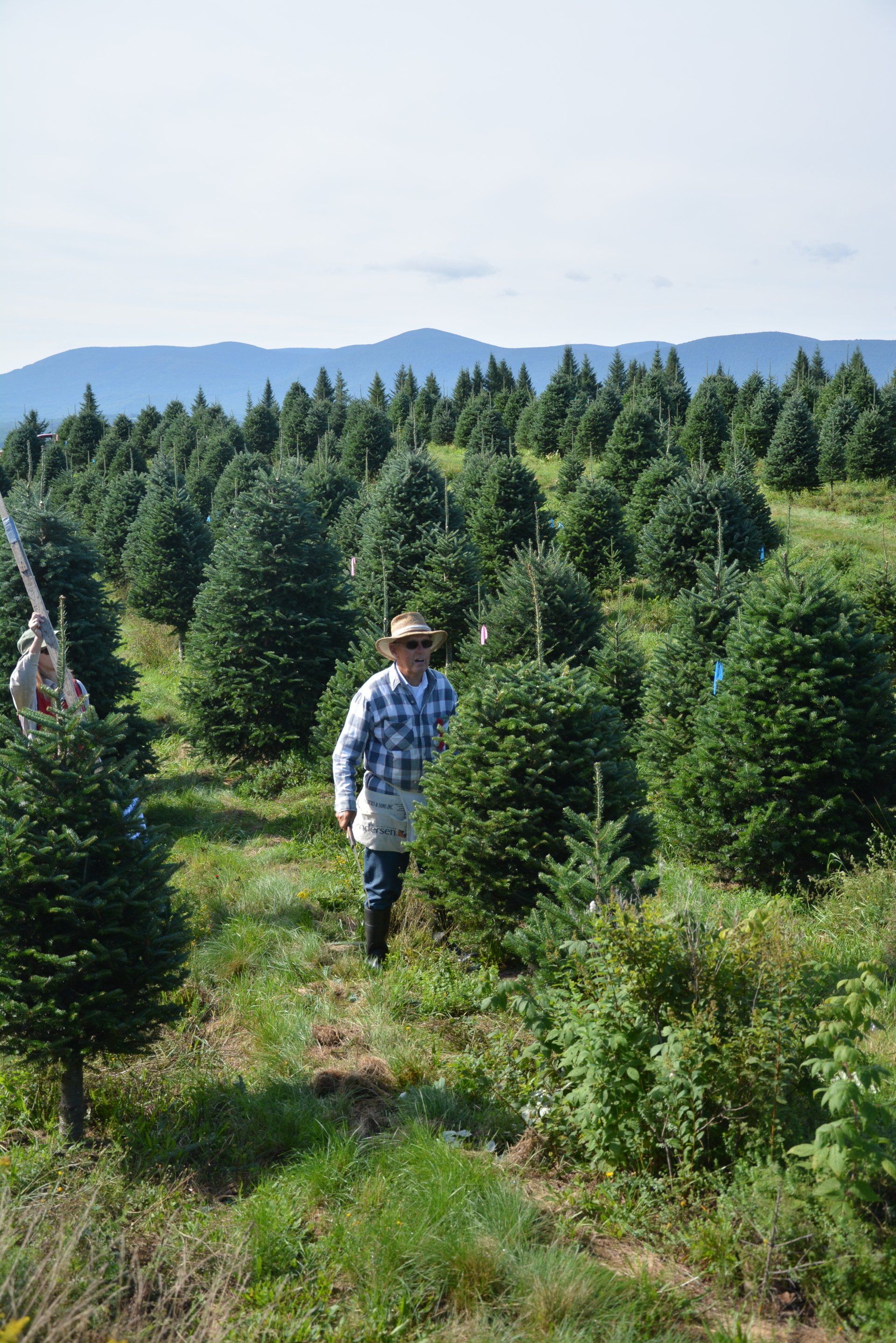 A man is walking through a field of christmas trees.