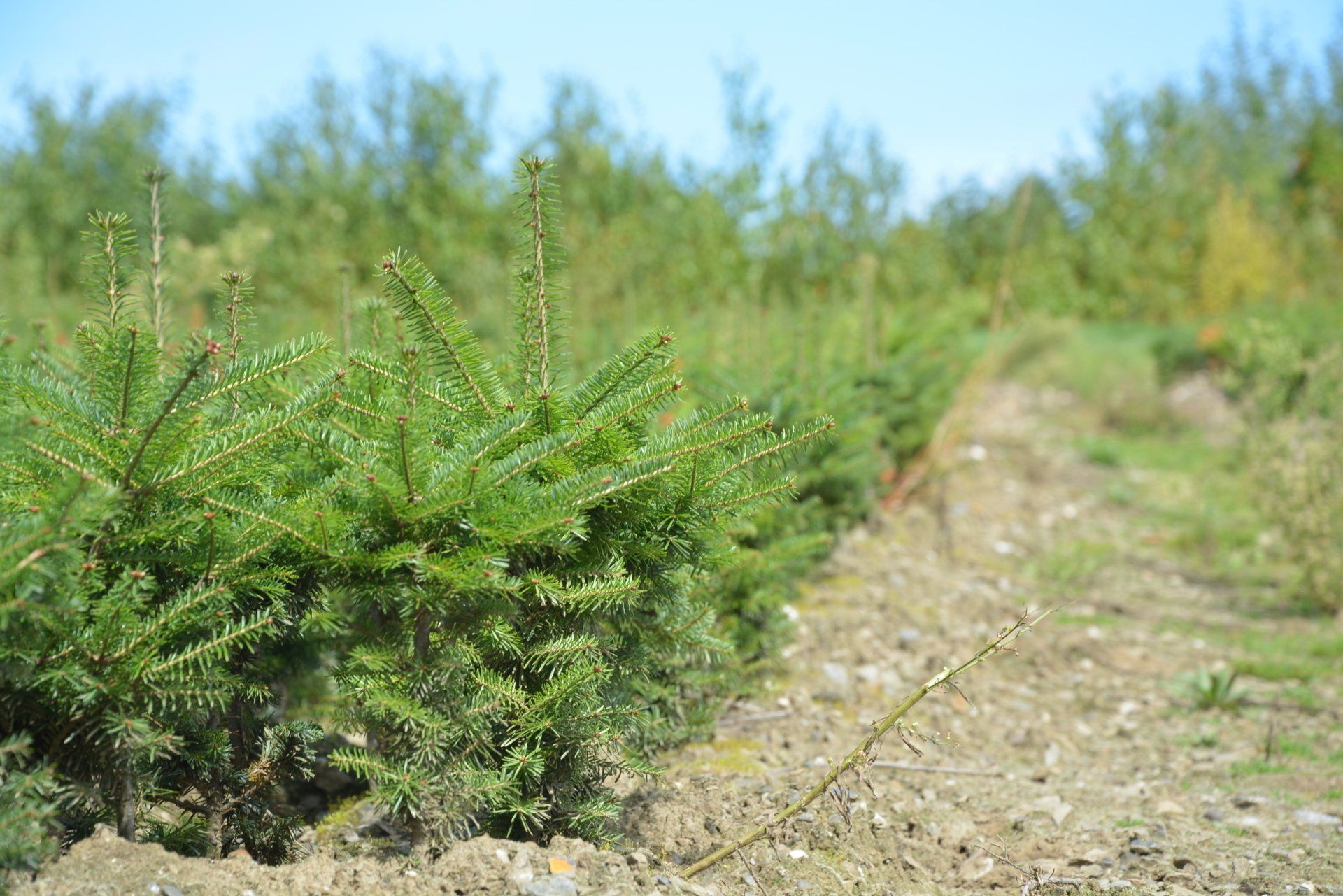 A field of small trees growing in the dirt.
