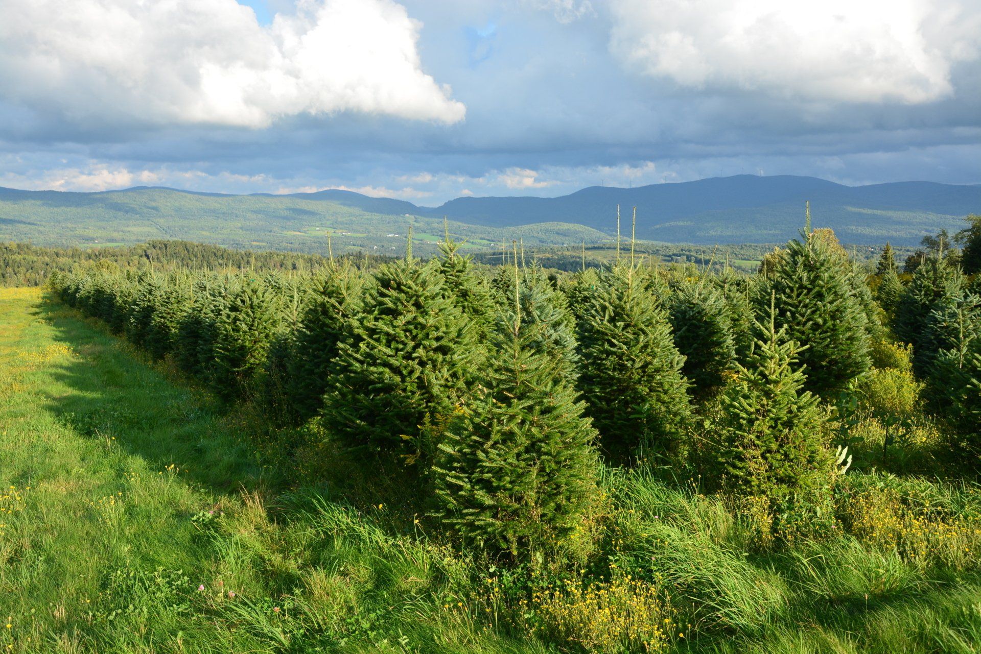 A row of christmas trees in a field with mountains in the background