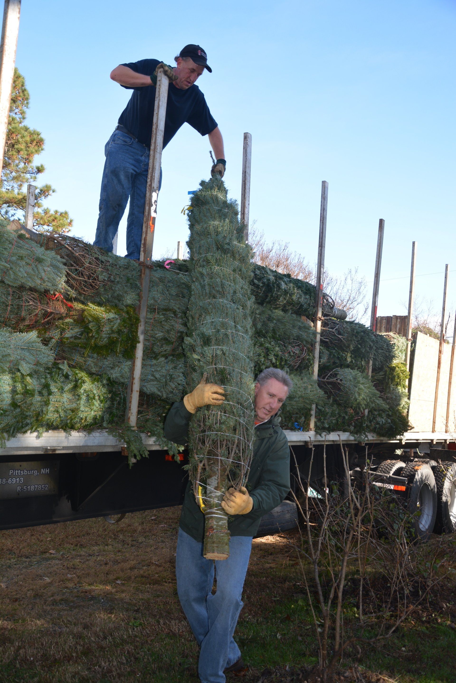 Two men are carrying a christmas tree on a truck