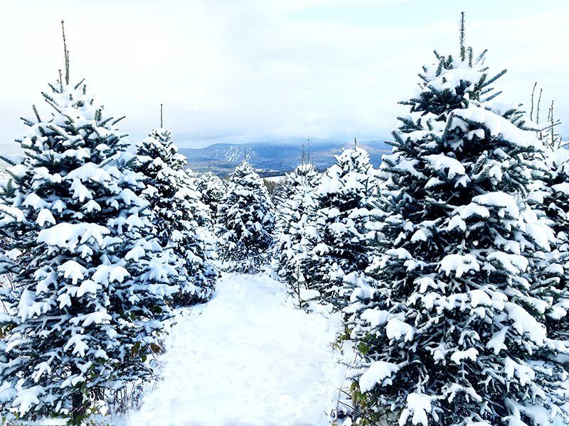 A row of snow covered christmas trees in a field.