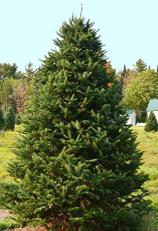 A large christmas tree in a field with other trees