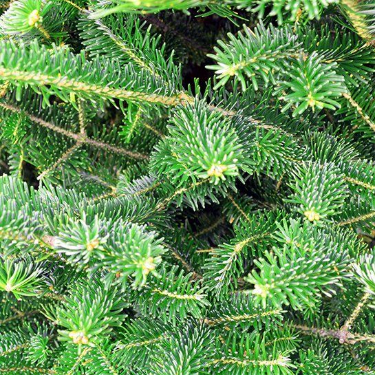 A close up of a christmas tree with lots of green branches and needles.