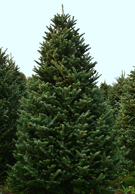 A large christmas tree is surrounded by smaller trees