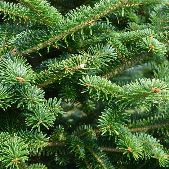 A close up of a christmas tree with lots of green needles.