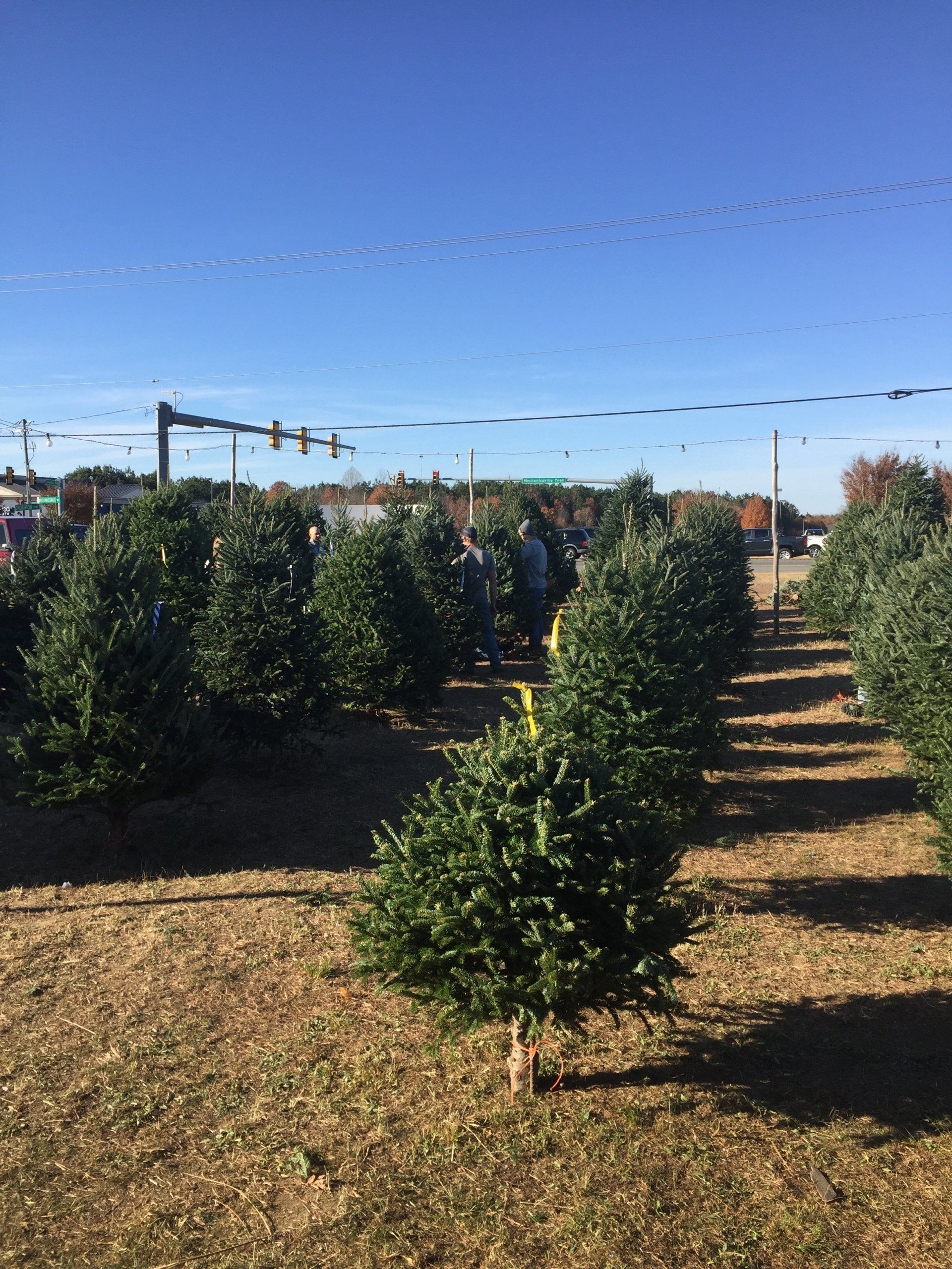 A row of christmas trees in a field on a sunny day