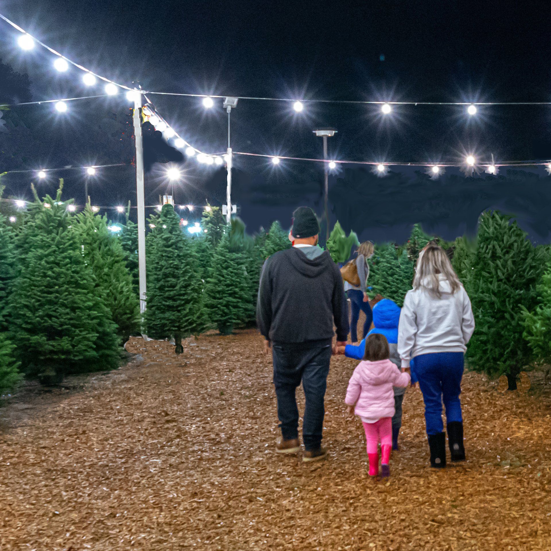 A family is walking through a christmas tree farm at night