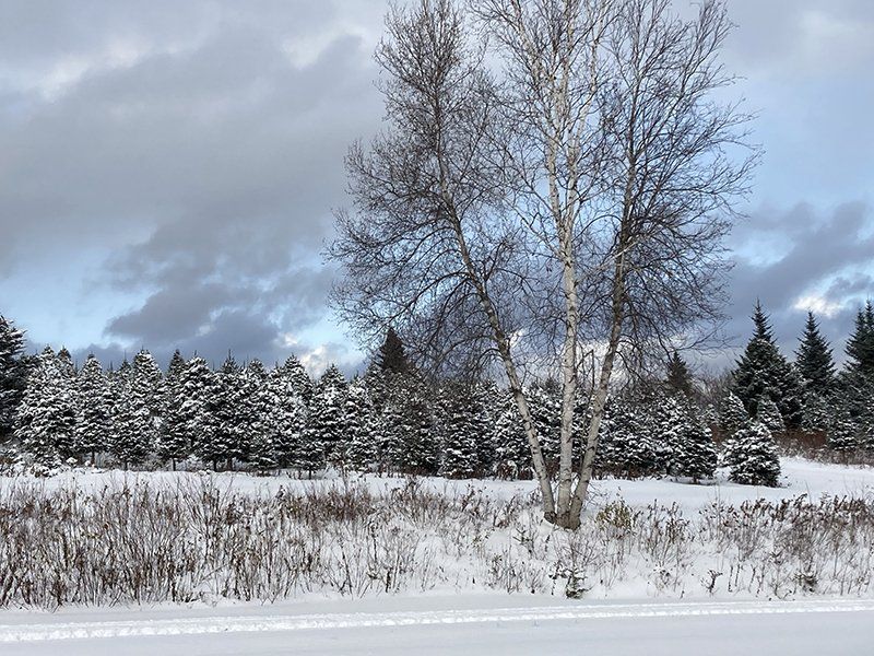A snowy field with trees in the background and a tree in the foreground.