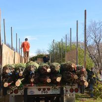 A man is standing on top of a truck filled with trees.
