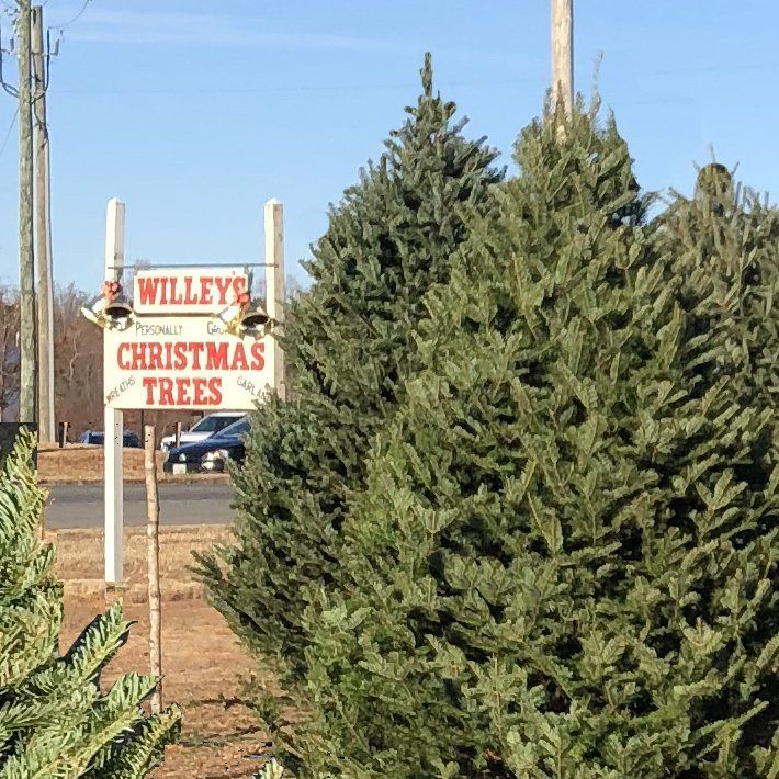 A sign for willey 's christmas trees is surrounded by christmas trees.