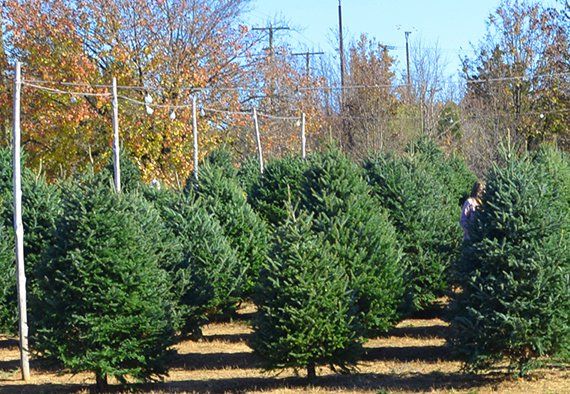 A row of christmas trees are growing in a field.