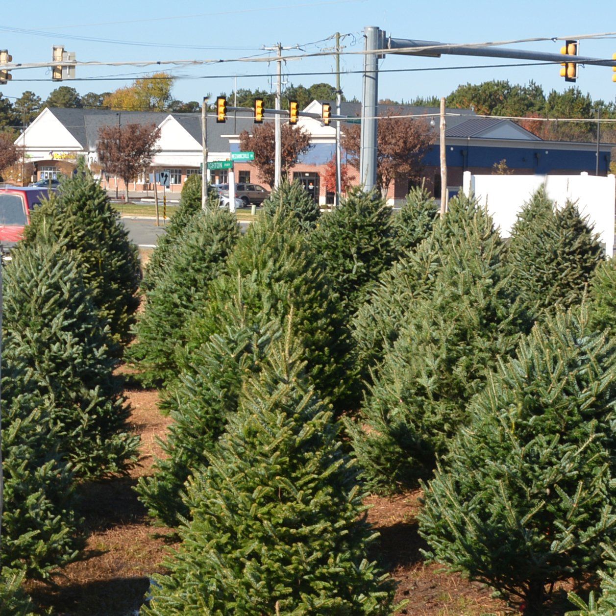 A row of christmas trees are lined up on the side of the road