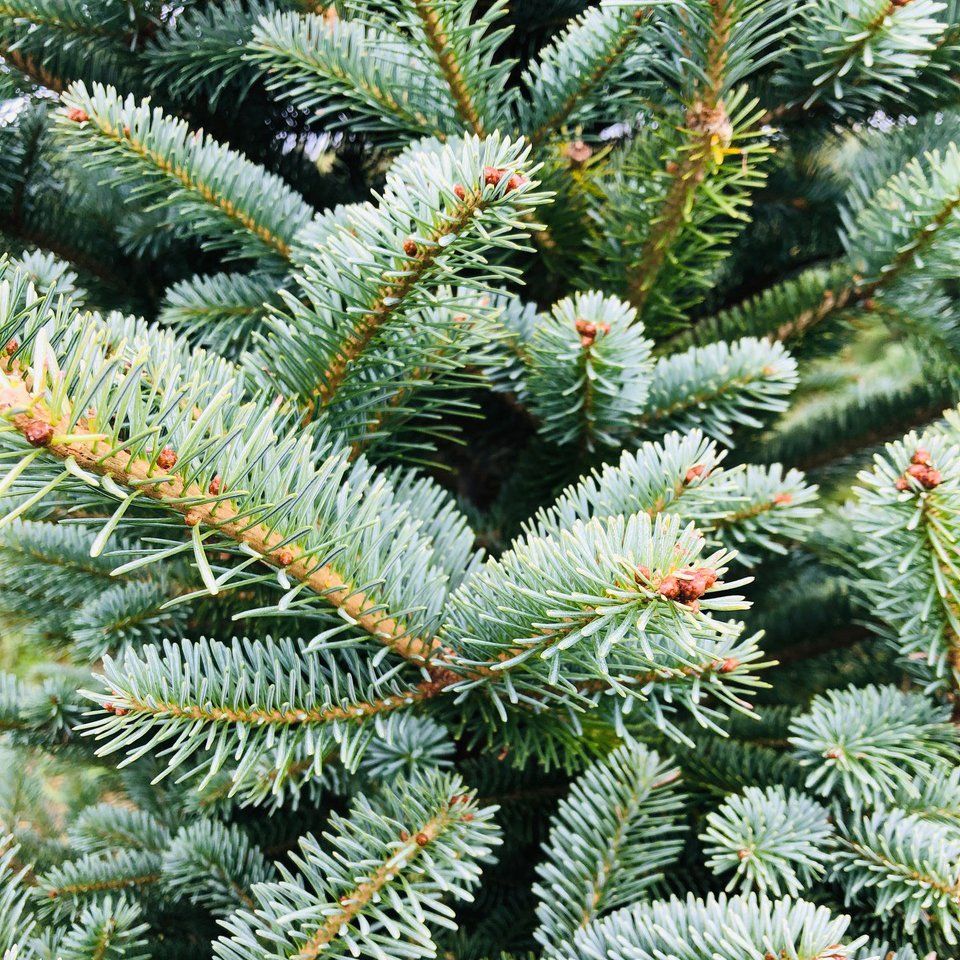 A close up of a christmas tree with lots of branches and needles.