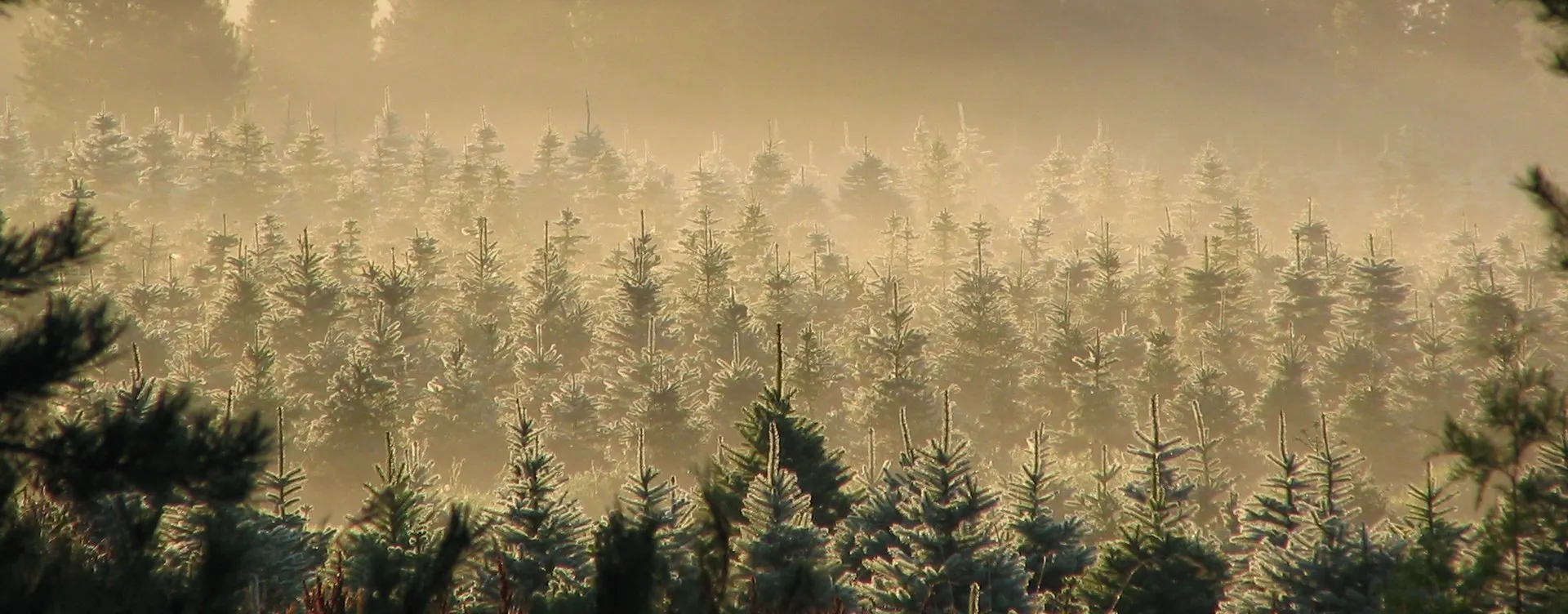 A foggy forest with trees covered in snow