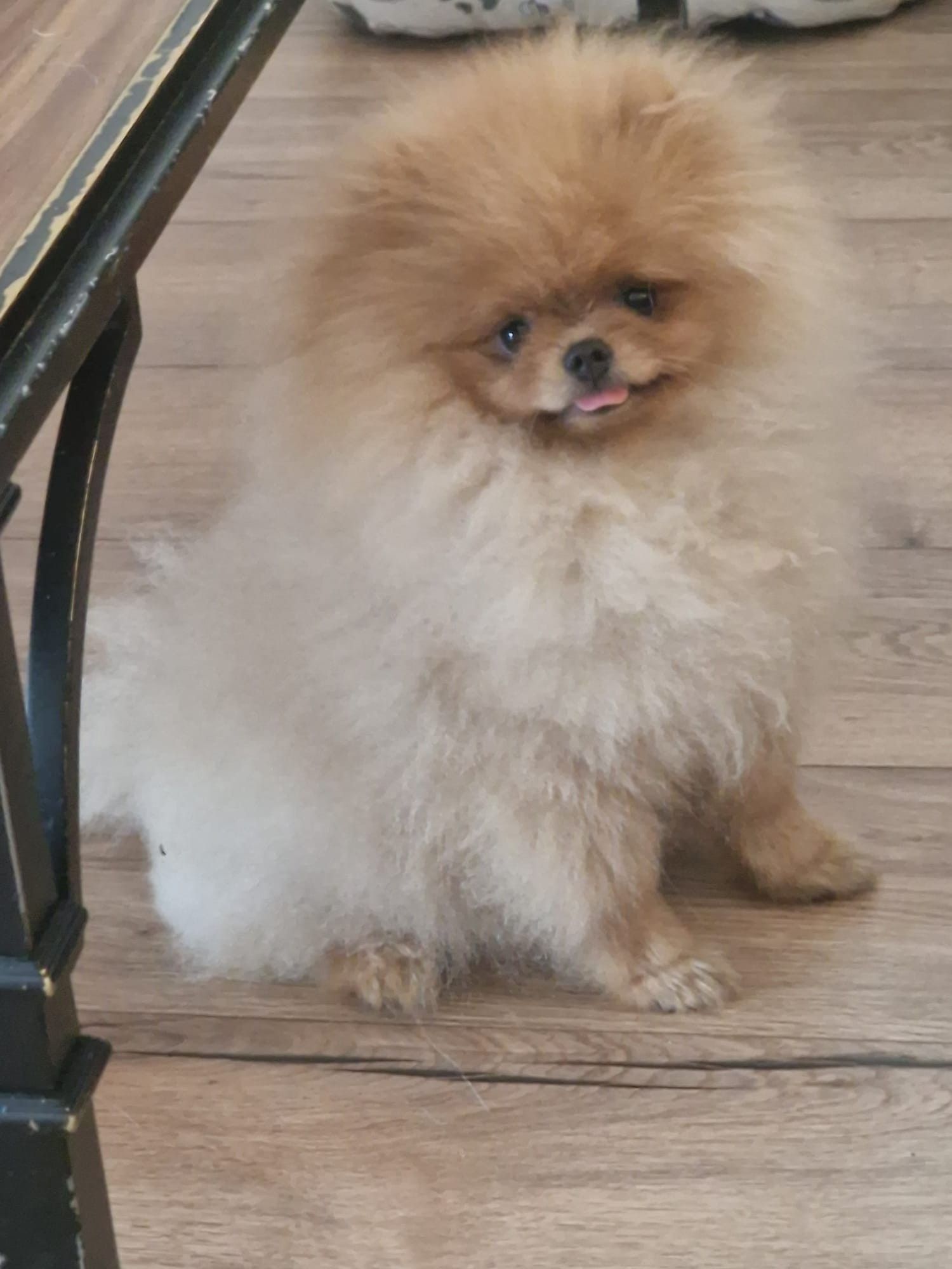 Un pastore tedesco in piedi sull'erba, con il guinzaglio al collo. Il cane guarda la telecamera con la lingua fuori.