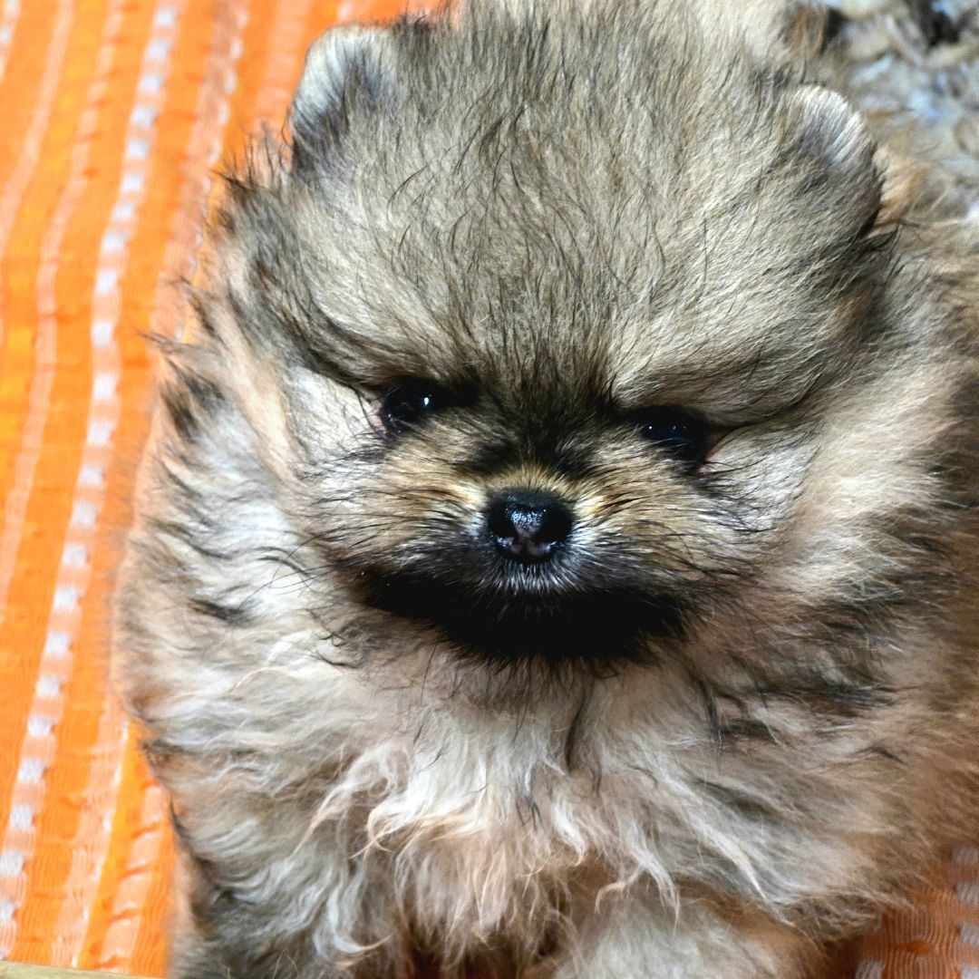 Sette cuccioli di pastore tedesco mangiano da una mangiatoia rossa, con una persona in piedi nelle vicinanze.