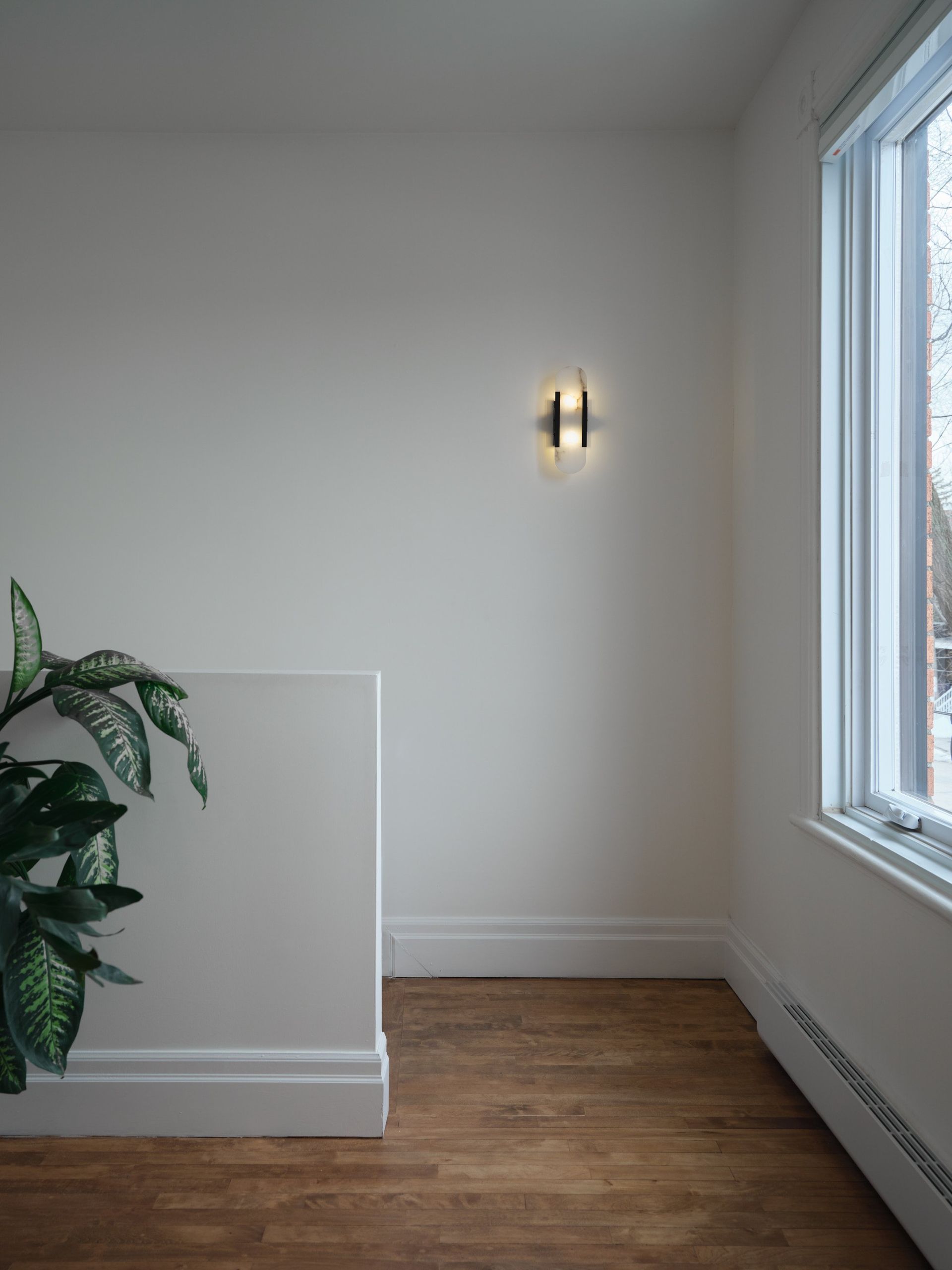 Il y a une plante au milieu de la pièce à côté d'une fenêtre.